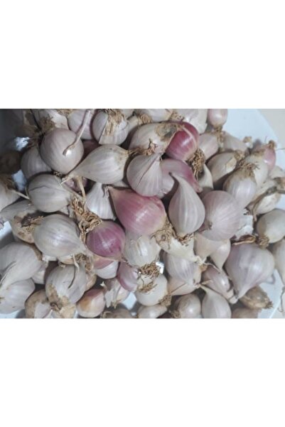 Man10ya Ata Tohum Taşköprü Sarımsak