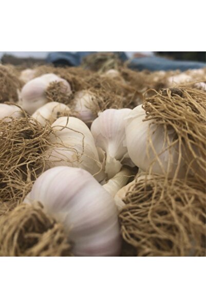 Man10ya Ata Tohum Taşköprü Sarımsak