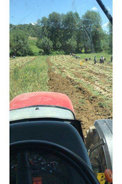 Man10ya Ata Tohum Taşköprü Sarımsak