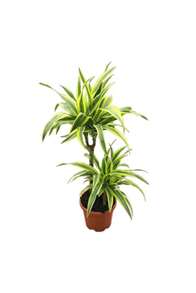 Betonish Dracaena Fragrans 'lemon Lime'