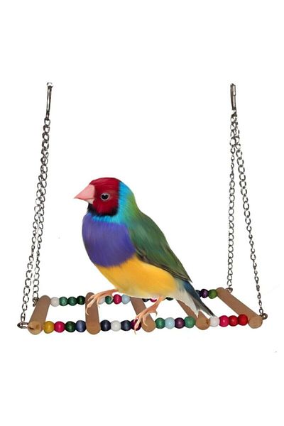 Petistera Bridge Bird Swing with Chain Hanger