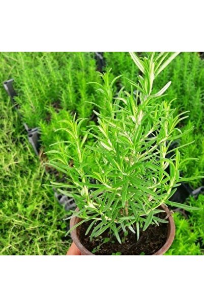 Bitki Dizayn Saksıda Dikine Gelişen Biberiye Fidanı