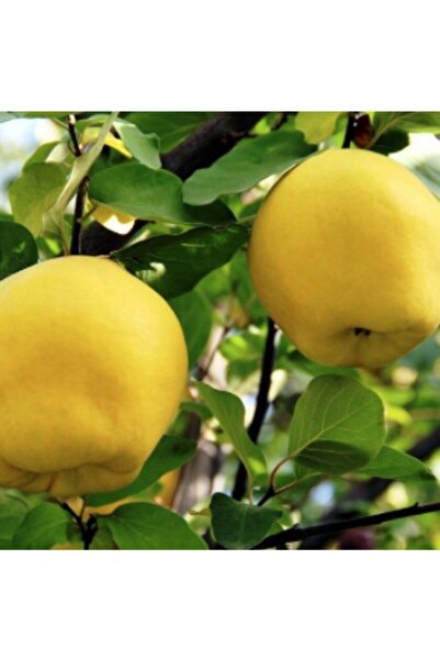 Bitki Dizayn Tüplü Yarı Bodur Sofralık-kurutmalık-reçellik Eşme Ayva Fidanı