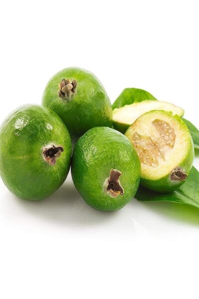 Bitki Dizayn Tüplü Feijoa Kaymak Ağacı Fidanı (50-70 Cm)