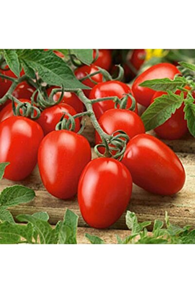 Genel Markalar Sofralık Ve Salçalık 5 Adet Rio Grande Domates Fidesi