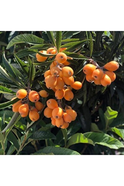 Genel Markalar 2-3 Yaş Tüplü Çukurgöbek Aşılı Malta Eriği(yeni Dünya) Fidanı