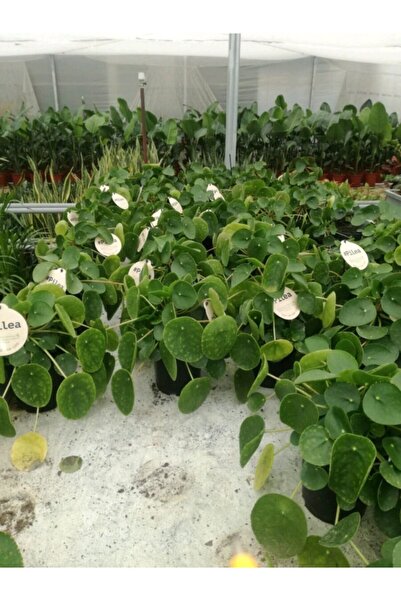 AselGarden Pilea Çin Para Ağacı Büyük Boy