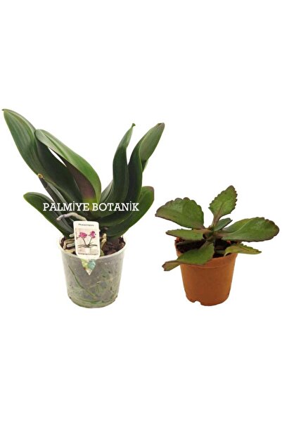Palmiye Çiçeksiz Orkide Fidesi Ve Kalanchoe Fidesi