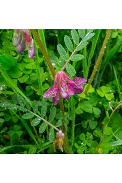 Ekodoğa Macar Fiğ Tohumu 5 Kg Fiğ Tohumu Macar Fiği Fiğ Çeşitleri Yem Bitkisi Çeşitleri