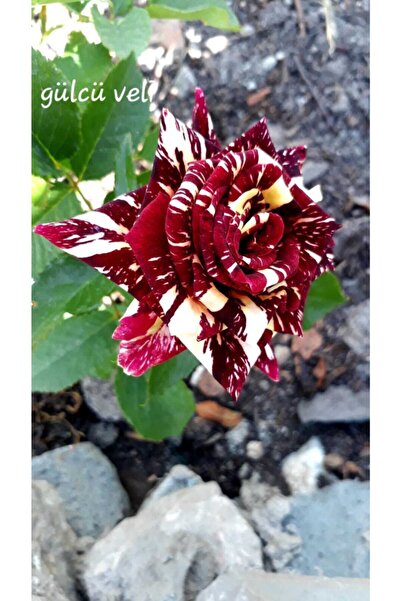 gülistanlık Sihirbaz Gül Fidanı 30-40cm Saksılı