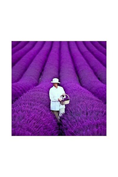 Tohum Dünyam 20 Adet Yediveren Mor Lavanta Tohumu