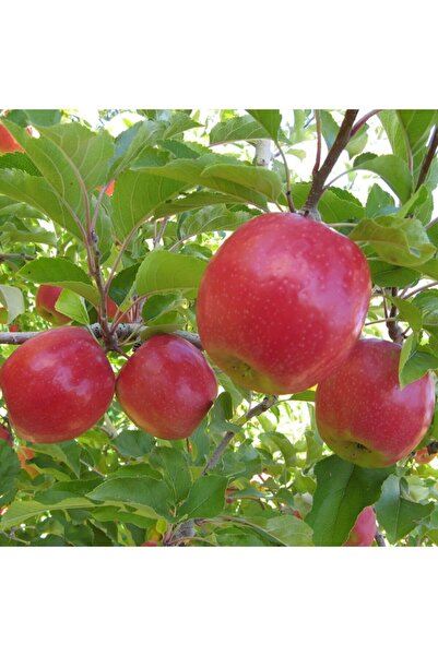 Bitki Dizayn Tüplü Yarı Bodur Kokulu Çıtır Sulu Pink Lady Elma Fidanı