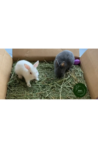 POLYBOTUM Kemirgenler Için Kuru Yonca Otu 750 Gr.