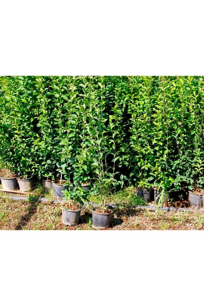 Tunç Botanik LİGUSTRUM KURTBAĞRI 100-120 cm - ÇİT BİTKİSİ (BÜYÜK BOY)