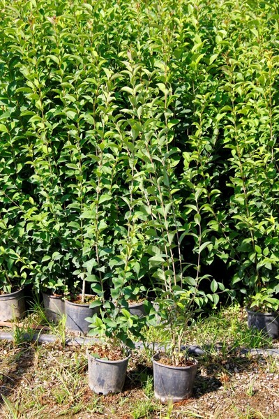 Tunç Botanik LİGUSTRUM KURTBAĞRI 100-120 cm - ÇİT BİTKİSİ (BÜYÜK BOY)