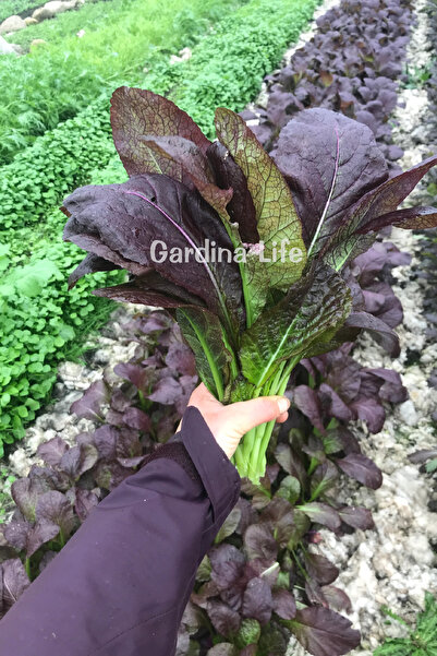 Gardina Hardal Otu Fidesi Mustard Red Giant Fidesi 20 Adet