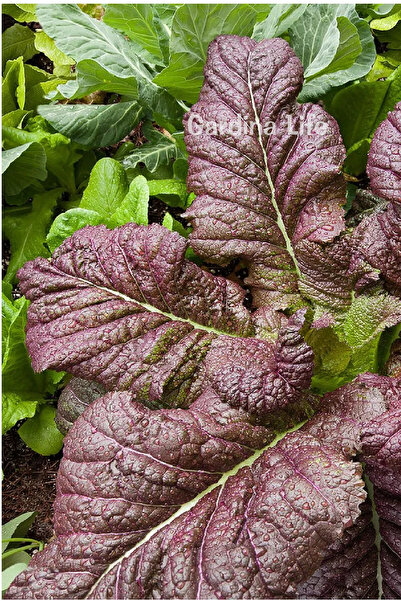 Gardina Hardal Otu Fidesi Mustard Red Giant Fidesi 10 Adet