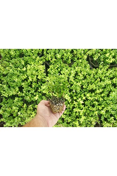 Tunç Botanik ŞİMŞİR FİDESİ 45 ADET