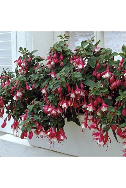 tnc garden groups Küpeli çiçeği - Fuschsia