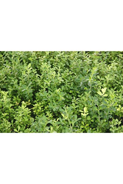 Tunç Botanik ŞİMŞİR FİDESİ 45 ADET