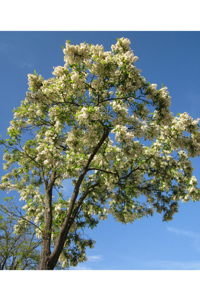 Tunç Botanik AKASYA FİDANI - BEYAZ ÇİÇEKLİ AKASYA 100-150 CM