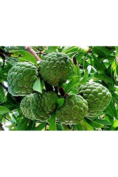 Köy Tohumları 3 Adet Tohum Nadir Tropikal Atemoya Meyve Ağaç Tohumu Hediye To...