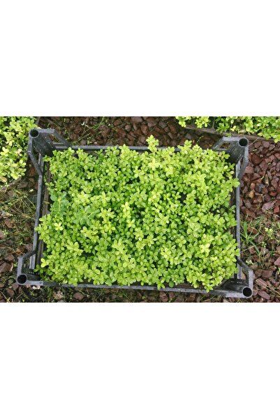 Tunç Botanik ŞİMŞİR FİDESİ 45 ADET