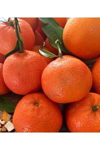 Store Klementin Mandalina Ağacı Fidanı