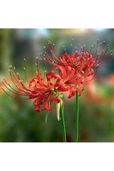 Köy Tohumları 5 Adet Tohum Tropikal Kırmızı Örümcek Çiçeği Tohumu Mezar Çiçeğ...