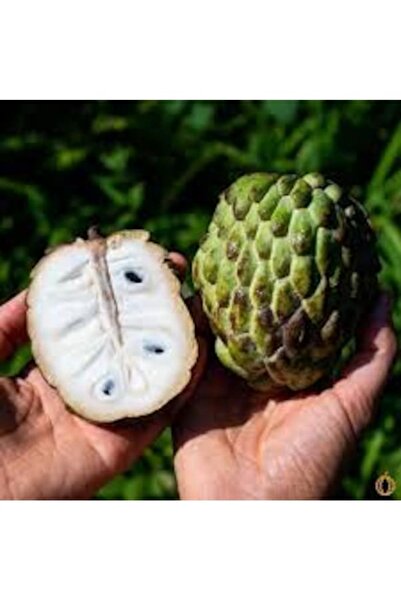 Köy Tohumları 3 Adet Tohum Nadir Tropikal Tatlı Şeker Elma Tohumu Hediye Tohu...