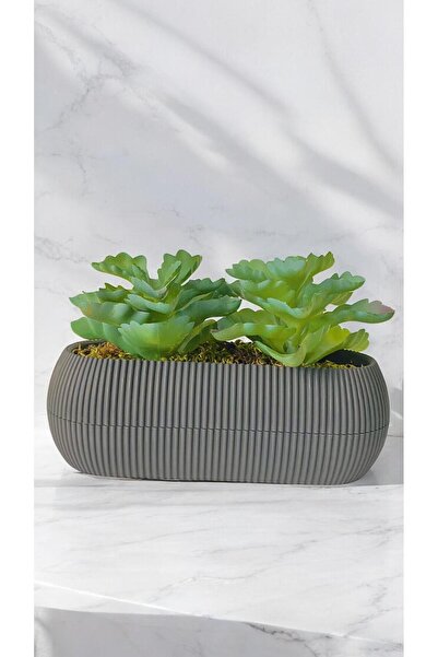 DDTREND Yapay Kaktüs Echeveria Rosea Enrica Sukulent Bej Saksılı Yeşil Renk 1...