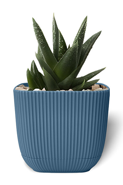 ToXA 0.27 Litre Gece Mavisi Mercan Kare Saksı Mini Boy Kaktüs Sukulent Saksıs...