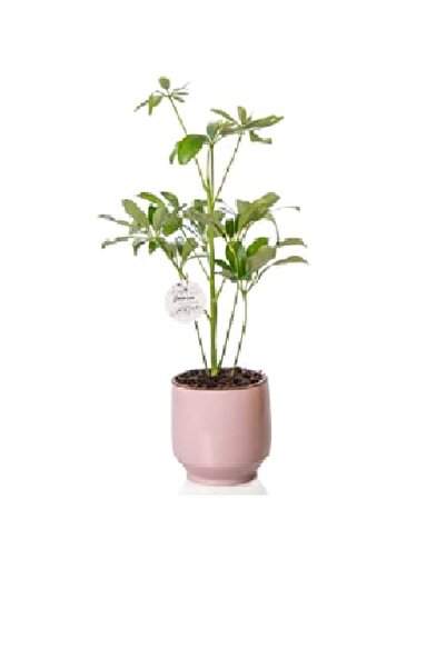 Schefflera