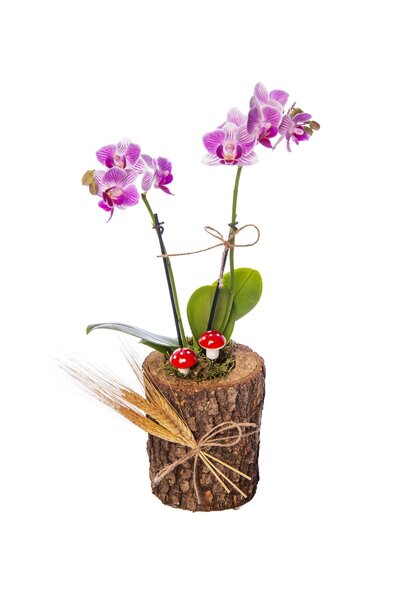 HAPPY FLOWER ORGANİZASYON Mini Orkide