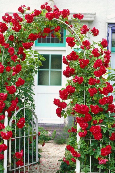 Nura Botanik Açık kırmızı sarmaşık yediveren gül fidesi fidanı Saksılı dikime hazır 50-80cm