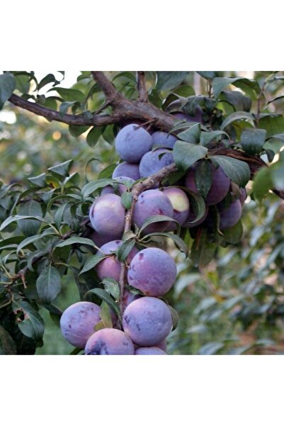 FİDAN SEPETİM 3 Yaş Aşılı Angeleno (Anjelika) Erik Fidanı