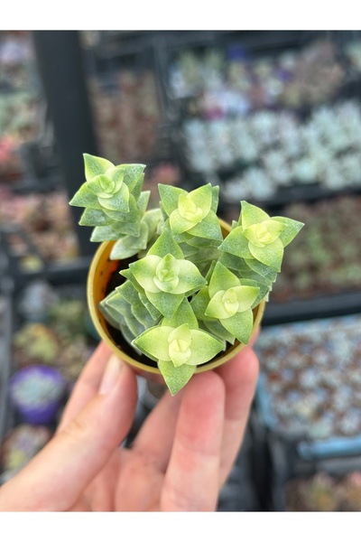 SukuLand Crassula Perforata Variegata koleksiyonluk özel tür sukulent 5,5cm s...