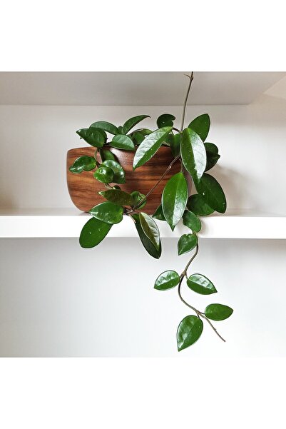 Tunç Botanik Mum Çiçeği – (Hoya carnosa) - Askılı Saksıda