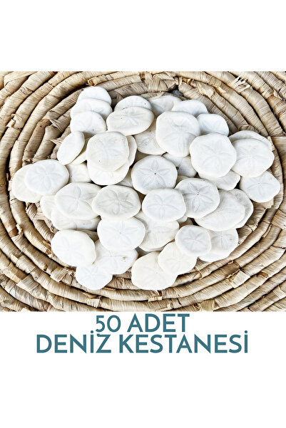 Genel Markalar Hediyelik Deniz Kabuğu Kestanesi 50 Adet 125 Gram