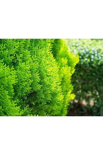 Tunç Botanik Altuni Top Mazı Fidanı