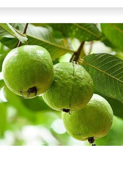 AYDOĞDU Tüplü 2 yaş guava fidanı 130/150 cm
