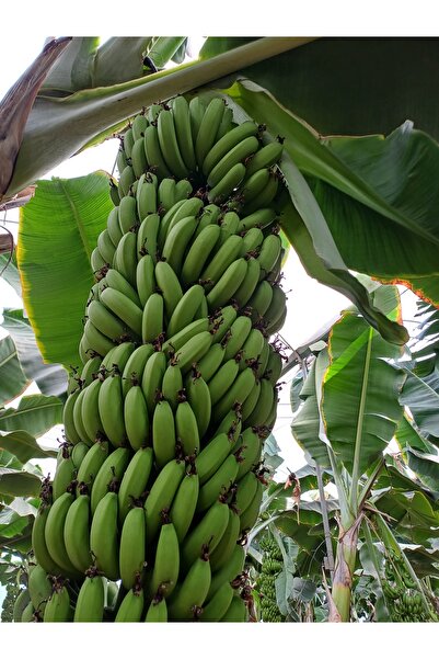 DRZ TARIM Anamur Muzu Yeşil 1 KG