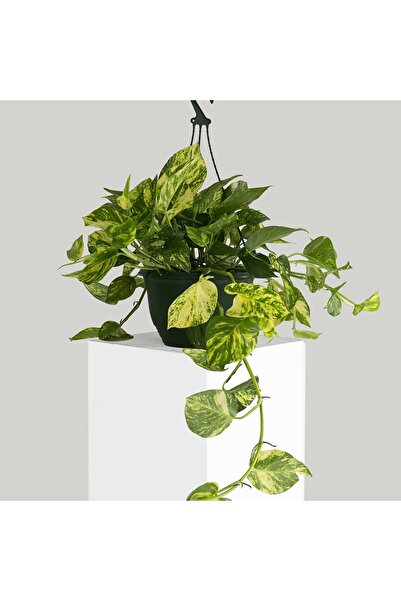 Tunç Botanik SALON SARMAŞIĞI POTHOS - HEDİYELİK EV OFİS BİTKİSİ
