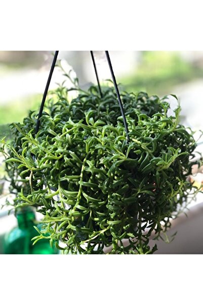 cantropikal Senecio Peregrinus Sarkıcı Beyaz Çiçek Açan Sukulent(YUNUS BALIĞI)