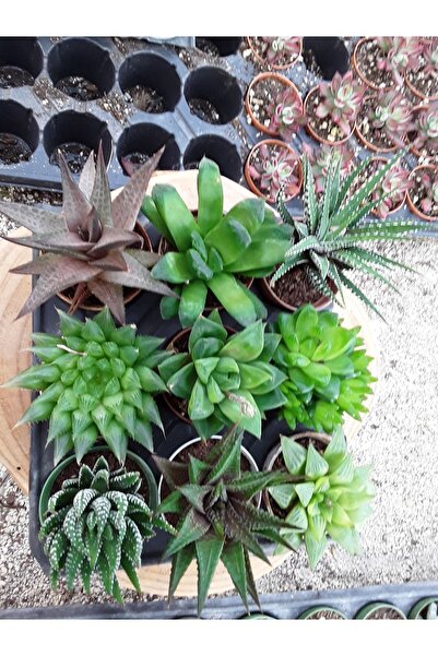 cantropikal Haworthia Seti - 9 Adet Farklı Aydınlık Gölgeyi Sever - Sukulent