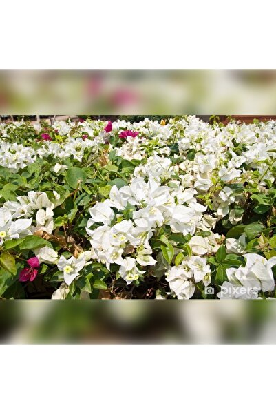 CC Begonvil Sarmaşığı Fidanı(Gelin Duvağı) Sarılıcı Beyaz Tırmanıcı  Saksıda ...