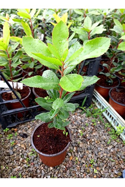 Tunç Botanik DAĞ ÇİLEĞİ FİDANI 3 ADET - KOCAYEMİŞ