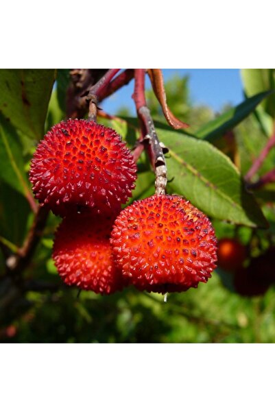 Tunç Botanik DAĞ ÇİLEĞİ FİDANI 3 ADET - KOCAYEMİŞ