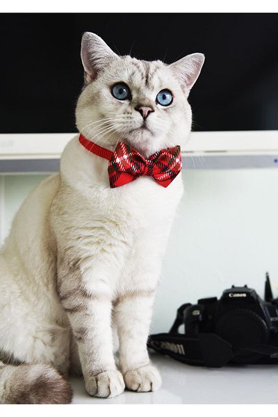 Patipatron New Year Cat Collar with Adjustable Bow Tie New Year Special (CINCHINLI)