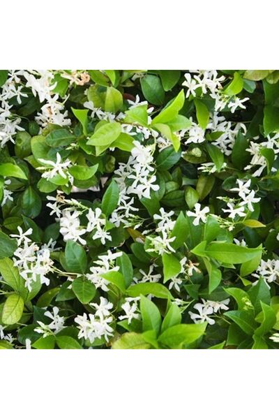 Doğan Fidancılık SAKSIDA 3 YAŞ SARMAŞIK YASEMİN(ARAP YASEMİNİ) BOY 150-200 m